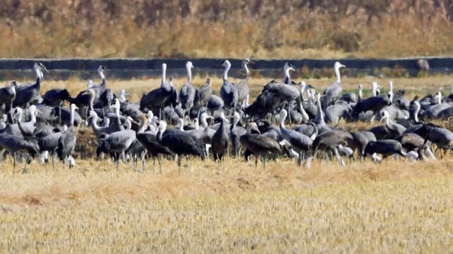 Flock of Hooded Cranes Resting in Suncheonman Bay, Korea - 한국 순천만 습지에서 휴식 중인 흑두루미 철새 무리