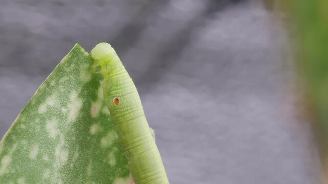 Timelapse of young Hawk-moth larva or caterpillar pest is gnawing or eating variegated leaves of Aglaonema plant. Insect pests of flowering and foliage plants of Araceae family houseplant.