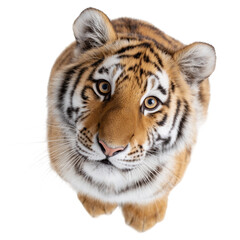 Fototapeta premium Majestic Tiger Gazing from Above