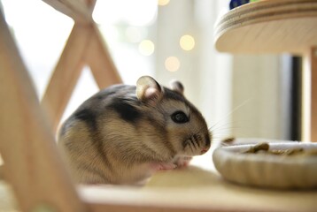 Fototapeta premium An adorable small striped hamster observing its surroundings near a food bowl