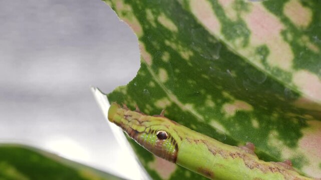 Timelapse of the Hawk-moth larva or caterpillar pest is gnawing or eating variegated leaves of Aglaonema plant. Insect pests of flowering and foliage plants of Araceae family houseplant.