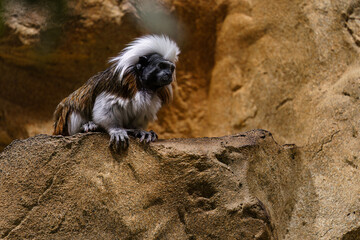 Cotton-top tamarin perched on rock formation at zoo
