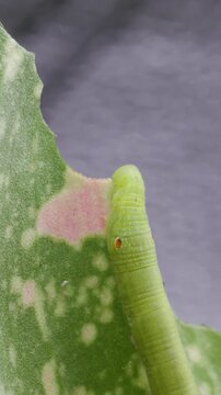 Timelapse of young Hawk-moth larva or caterpillar pest is gnawing or eating variegated leaves of Aglaonema plant. Insect pests of flowering and foliage plants of Araceae family houseplant.