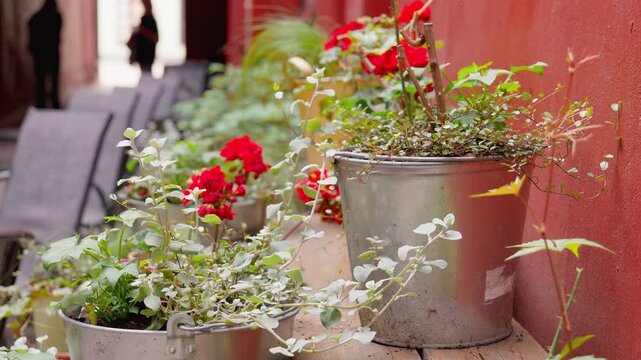 Red geraniums and green plants blooming in rustic metal buckets, decorating an outdoor restaurant terrace with blurred people walking in the background of a charming european city street