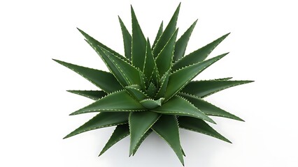 Fototapeta premium A single green aloe vera plant with pointed leaves and white serrated edges growing in a pot against a white background