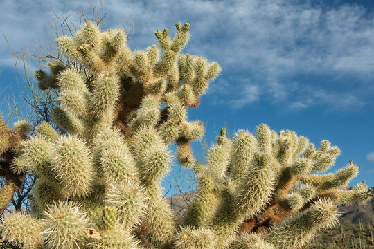 Jumping Cactus" Images  Browse 2,176 Stock Photos, Vectors, and Video |  Adobe Stock