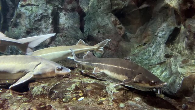 Group of sturgeons swimming near the rocky bottom of a large aquarium tank in murky water
