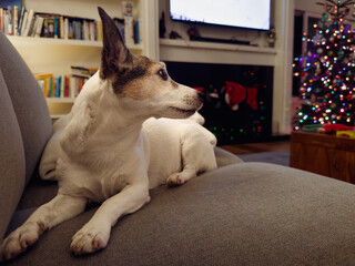 Low angle portrait of a dog on a sofa with Christmas tree in background