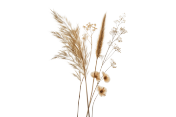 Dried Ornamental Grass with Fluffy Plumes and Airy Wildflowers Isolated on Transparent Background