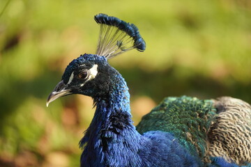 Retrato de ave, cabeza y detalle de plumas de un Pavo Real 