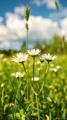 Close-up daisy field