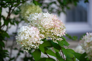 White hydrangea flowers blooming on garden shrub
