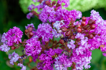 Obraz premium Pink crepe myrtle flowers in full summer bloom 