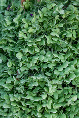 Fototapeta premium Green leafy plant background with natural texture 