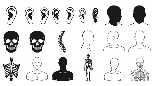 Human anatomy illustrations ears heads skeletons and body silhouettes
