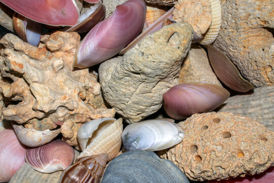 Conchas IMG_2241