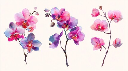 Vibrant Watercolor Orchid Blossoms: Pink & Purple Botanical Floral Art Illustration, Elegant Nature Design Elements
