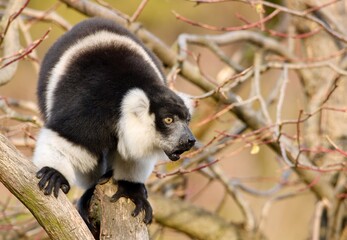 Black-and-white ruffed lemur