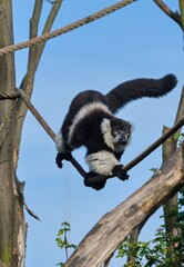 Black-and-white ruffed lemur