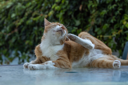 Orange cat with white chest scratches behind its ear while lying on a smooth courtyard surface, with green foliage bokeh. Mediterranean, Turkey.

