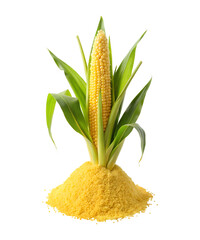 Corn on the cob with cornmeal isolated on transparent background