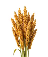 Bunch of millet stalks isolated on transparent background