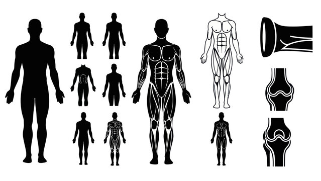 Human body anatomy illustrations muscles skeleton and silhouette figures