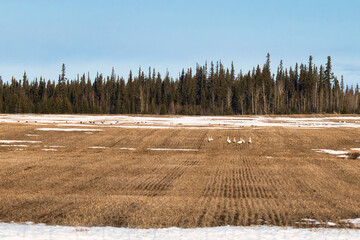 Birds in a field in Alaska during migration