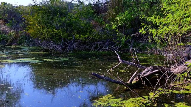 A fallen, weathered tree branch is partially submerged in moss-covered wetland, surrounded by vibrant green foliage and dense thickets typical of Keoladeo National Park ecosystem , Bharatpur.