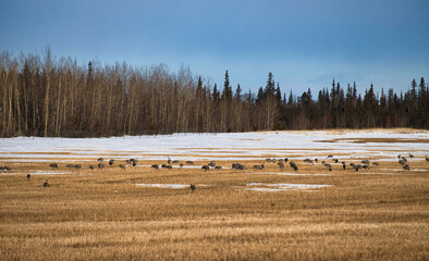 Birds in a field in Alaska during migration