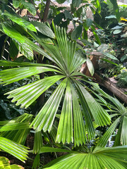 Mangrove fan palm in Wasahington D.C.