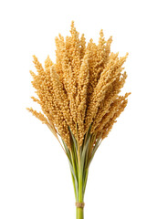 Bunch of  bulgur plant, millet stalks isolated on transparent background. PNG.