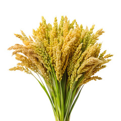 A bunce of-bulgur plant isolated on transparent background. PNG