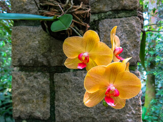 Orqu&iacute;dea IMG_0128