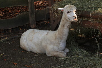 Fototapeta premium Sonniger Herbsttagb in einem Hammer Tierpark