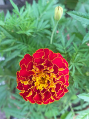 Marigold flower close-up with blurred green background. Selective focus.