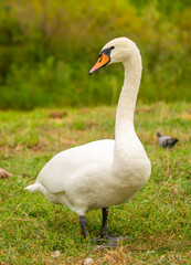 Obraz premium A close-up of a swan walking in a meadow. Nesting waterfowl. A flock of swans strolls across the green grass.