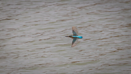 Common Kingfisher with beautiful open wings. Captured in flight.