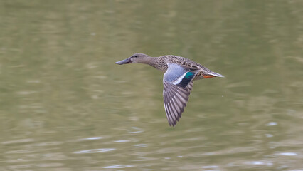 Northern Shoveler 