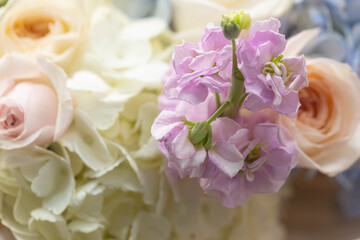 Obraz premium Macro Close Up of Delicate Pink Roses and Soft White Hydrangea Bouquet