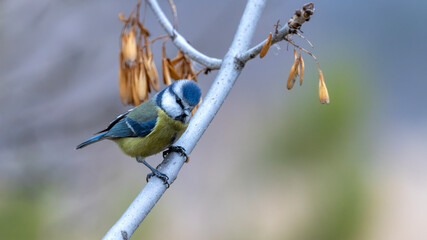 blue tit on branch © Mehmet