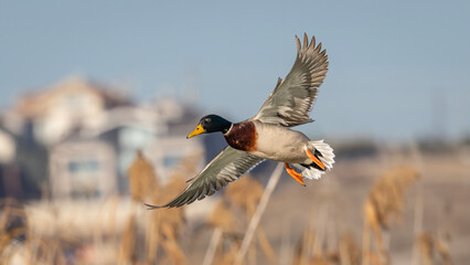 Mallard captured in flight.