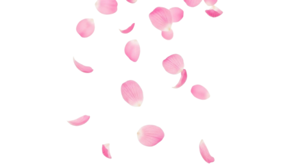 Falling Rose Petals on Transparent Background PNG Image