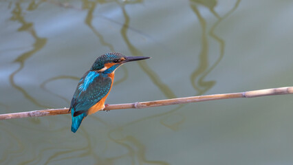 kingfisher on a branch.