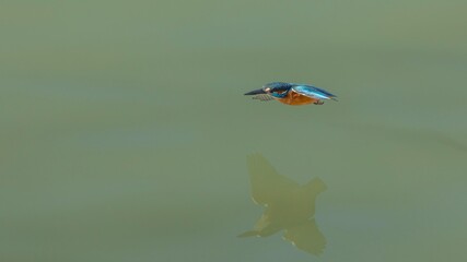 Common Kingfisher with beautiful open wings. Captured in flight.