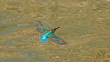 Common Kingfisher with beautiful open wings. Captured in flight.