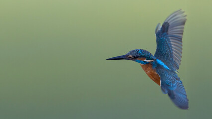 Common Kingfisher with beautiful open wings. Captured in flight.