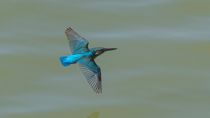 Common Kingfisher with beautiful open wings. Captured in flight.