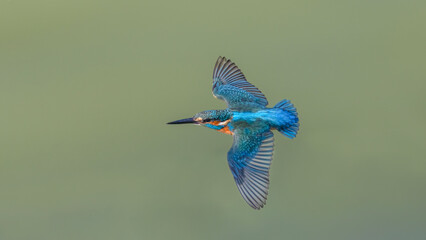 Common Kingfisher flying.