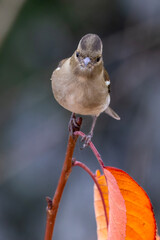 Chaffinch